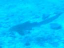 Scuba Diving Similan Islands Thailand (4)