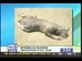 Montauk Monster washed up on shore of Long Island
