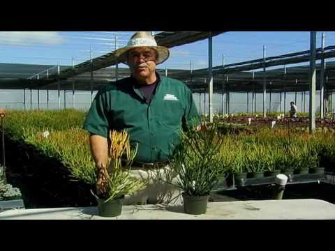 how to transplant fire sticks