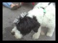Friday Night Live - House of Doggs