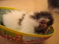 Kitten in an egg Kitten in an egg