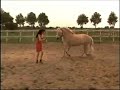 jolanda-adelaar-met-fjord-guusje-in-subtop.html