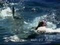 ＜サメ－Shark040－＞シャークアタック2