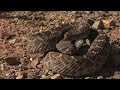Sonoran Desert Wildlife