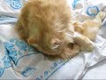 Ginger aka Rudy Ginger aka Rudy