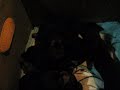 Puppy Kombat Round 2
