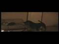 videos de Mijn hond houdt van voetbal