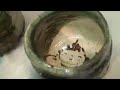 Guinomi Raku Firing