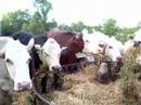Beef Herd in Indiana
