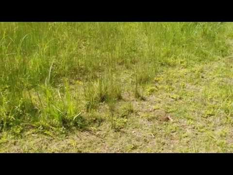 how to plant creeping jenny