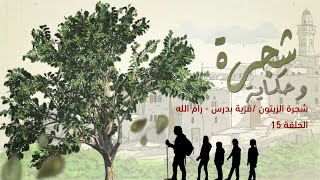 برنامج شجرة وحكاية/ الحلقة 15/ شجرة الزيتون- قرية بدرس - رام الله برنامج شجرة وحكاية/ الحلقة 15/ شجرة الزيتون- قرية بدرس - رام الله