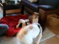 2008-12-23 | PaulLennox200812191116 ~> Paul, der Spinone Italiano spielt mit Lennox, dem Collie ... (00:16)