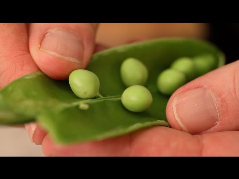 video-linktoworks-Getting to know the difference between Sugar snap and...