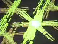 complexion-robusta