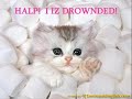 Heaven Of Kitties- Britney Spears & Cats Heaven Of Kitties- Britney Spears & Cats