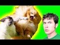 KITTY SMACK!