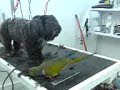 cotorra macarra cotorra macarra