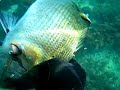 sarago 1,4 kg all\