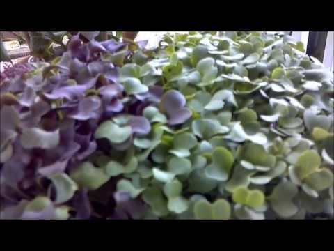 how to grow microgreens