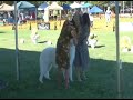 Kuvasz, Working Group, Richmond Dog Fanciers 08