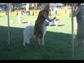 Kuvasz, Working Group, Richmond Dog Fanciers 08