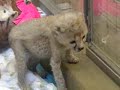 Cheetah Cubs at the Cincinnati Zoo