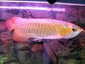 Feng Shui Fish Feng Shui Fish