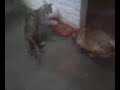 0102072211_84.3gp