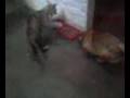 videos de 0102072211_84.3gp