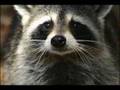 this coon here - remix tribute to BeeTeeV