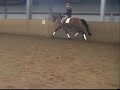 Trakehnerhengst Brioni Indoor 4jährig