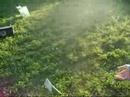 attention la maqu�tchoul peut devenir violente tres violente la ya de la baston:::!!!
