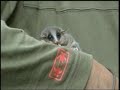 Pygmy Possum