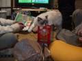 テレビゲーム with 猫(=^・^=)　TV game with cat