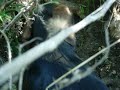 laila bassotta tedesca e la tana del coniglio selvatico