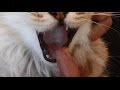 Видео - Калицивироз кошек (кальцивироз кошек)