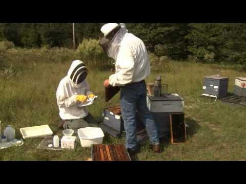 how to collect plant samples