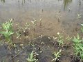 Libellula depressa a la bassa del Planxista