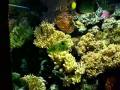 videos de Tropical seawater tanks @ Zoo Bochum
