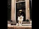 Humphrey the cat at Number 10