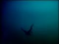 Levi-s-Mermaids-Mich