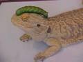 Bearded-Dragon-and-G