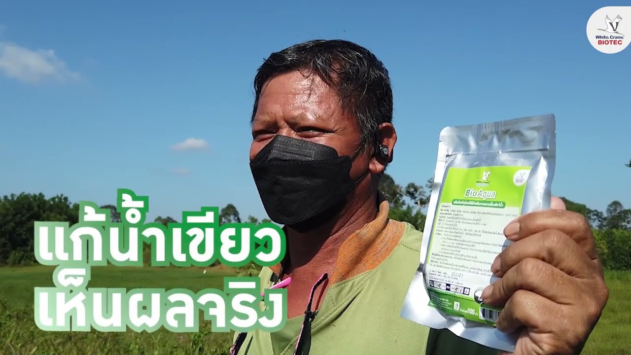 แก้น้ำเขียวบ่อปลา