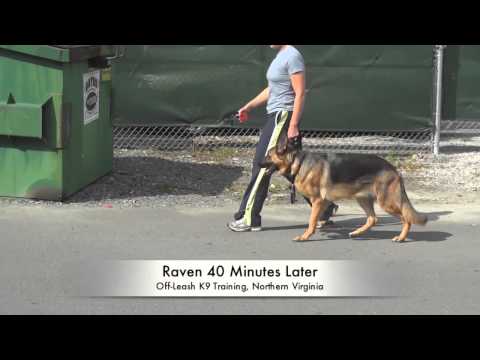 how to train german shepherd to heel
