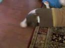 the Best of How to Agitate a bear