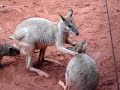 kanguru