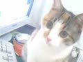 s�t� seven kedi(catcam)