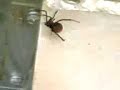 Red back spider (australia)