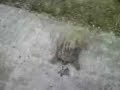 Snapping Turtle Biting My Foot