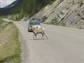 Bighorn Sheep, Medicine Lake